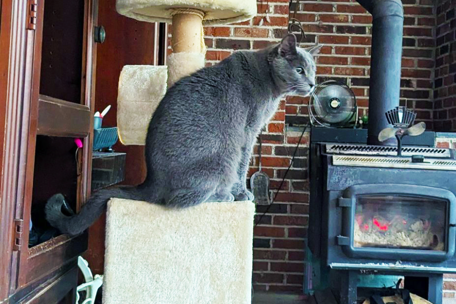 Gus, gray cat