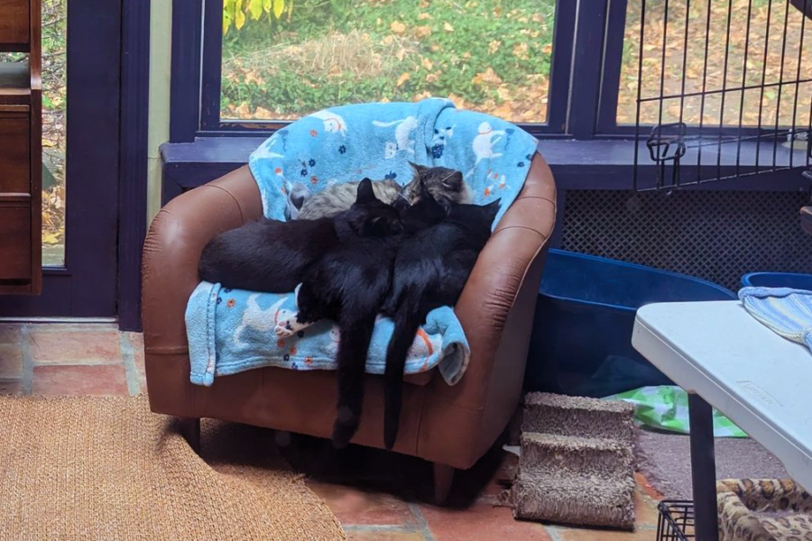 Mommy, Joanna .. Turtle, Coop, Sal